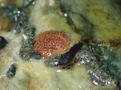 Kaburakia excelsa
