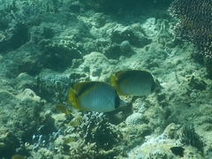 Chaetodon oxycephalus