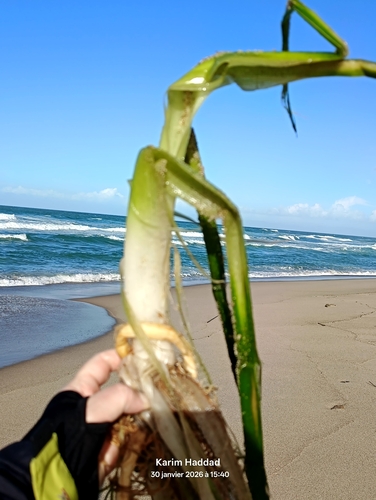 Eelgrass (Vallisneria spiralis)