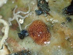 Kaburakia excelsa