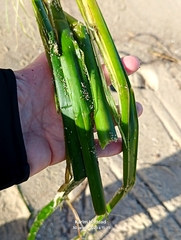 Vallisneria spiralis, photograph (c) Karim Haddad, some rights reserved (CC BY)