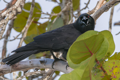 Corvus leucognaphalus