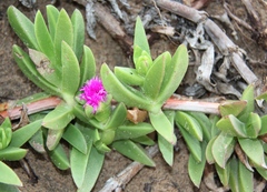 Carpobrotus dimidiatus