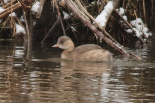 iNaturalist: (c) Vincent Böhm, some rights reserved (CC BY-NC), uploaded by Vincent Böhm iNaturalist image