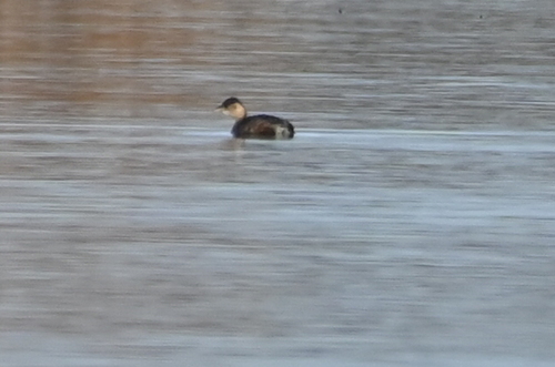 iNaturalist: (c) loan_1221, some rights reserved (CC BY-NC) iNaturalist image