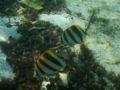 Parachaetodon ocellatus