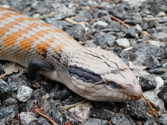 Tiliqua multifasciata