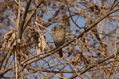 Phoenicurus auroreus