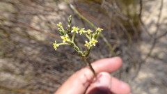 Struthiola leptantha
