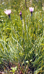 Scorzonera purpurea, photograph Wolfgang Ahlmer, CC BY, iNaturalist via GBIF