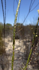 Struthiola leptantha