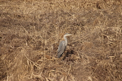 Ardea cinerea