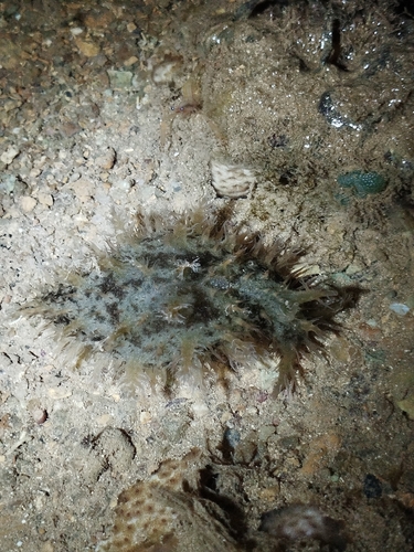 Bursatella leachii