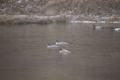Mergus merganser