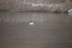 Mergus merganser