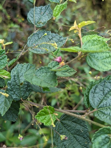 Sidastrum paniculatum, photograph 6