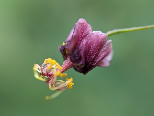 Sidastrum paniculatum, photograph 5