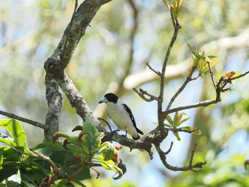 Black-backed Butcherbird (Cracticus mentalis), photo 2