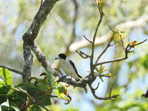 Black-backed Butcherbird (Cracticus mentalis), photo 3