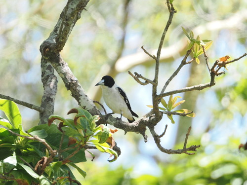 Black-backed Butcherbird (Cracticus mentalis), photo 4