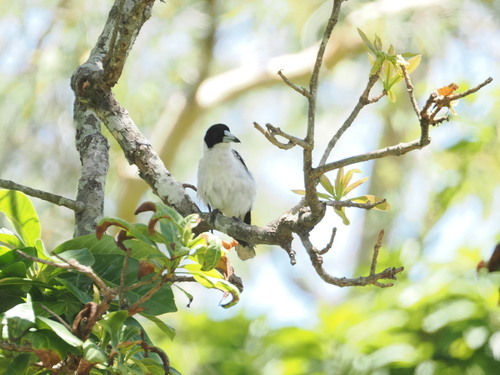 Black-backed Butcherbird (Cracticus mentalis), photo 6