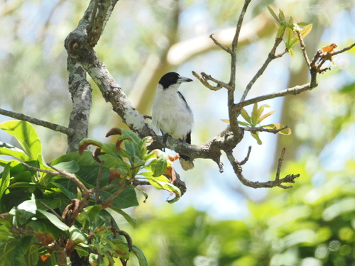 Black-backed Butcherbird (Cracticus mentalis), photo 5