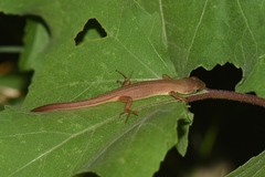 Takydromus septentrionalis