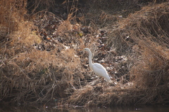 Ardea alba