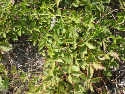 Common Dewberry (Rubus flagellaris)