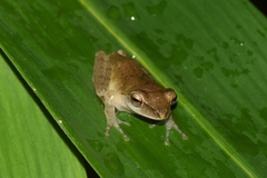Polypedates megacephalus