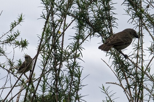 Medium Tree Finch (Camarhynchus pauper)