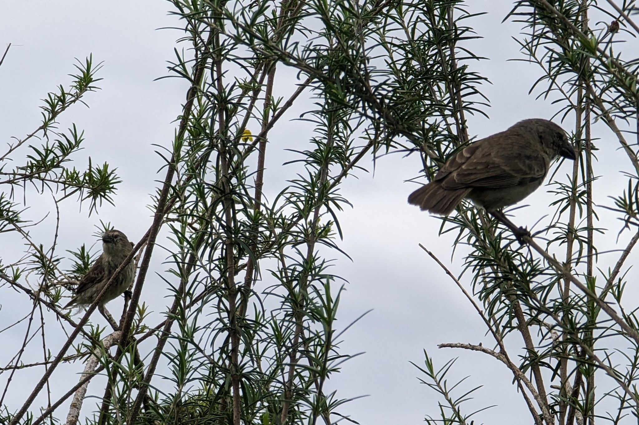 Medium Tree Finch (Camarhynchus pauper), photo 1