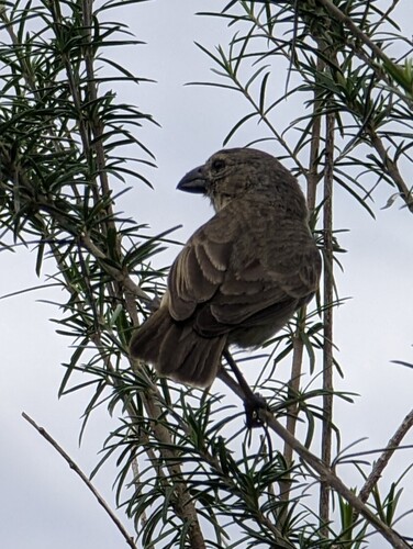 Medium Tree Finch (Camarhynchus pauper), photo 2