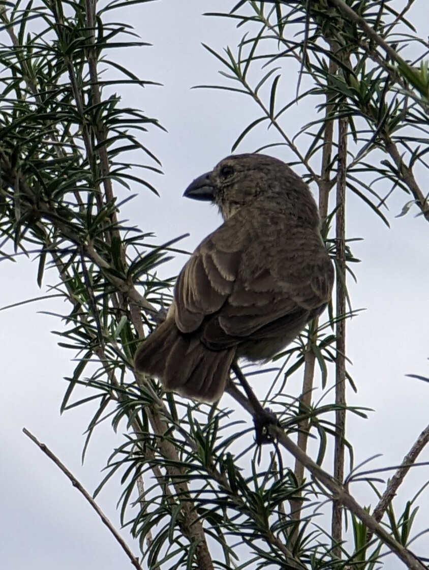Medium Tree Finch (Camarhynchus pauper), photo 2