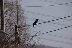 Corvus macrorhynchos