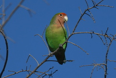 Agapornis roseicollis