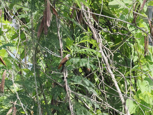Grey-headed Mannikin (Lonchura caniceps), photo 9