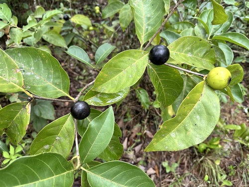 Alibertia edulis