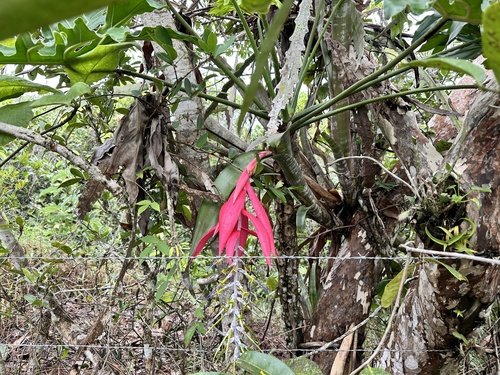 Billbergia porteana