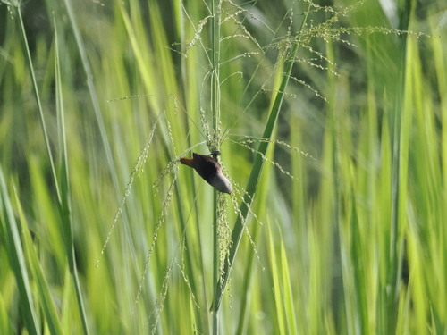 Grey-headed Mannikin (Lonchura caniceps), photo 4