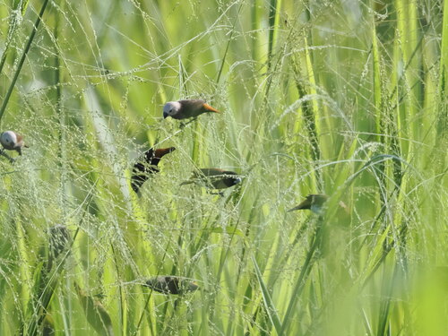 Grey-headed Mannikin (Lonchura caniceps), photo 9