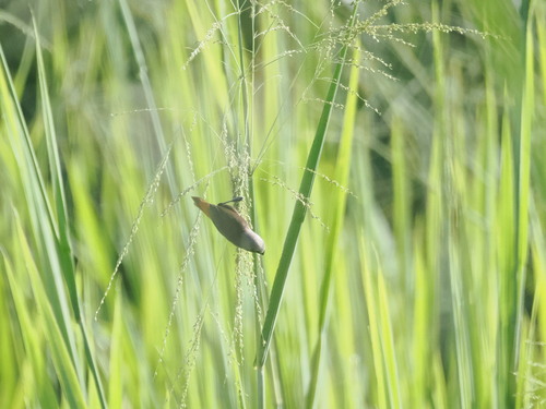 Grey-headed Mannikin (Lonchura caniceps), photo 8