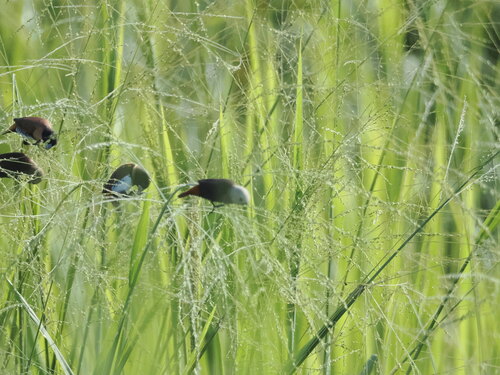 Grey-headed Mannikin (Lonchura caniceps), photo 10