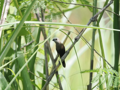 Grey-headed Mannikin (Lonchura caniceps), photo 7