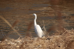 Ardea alba