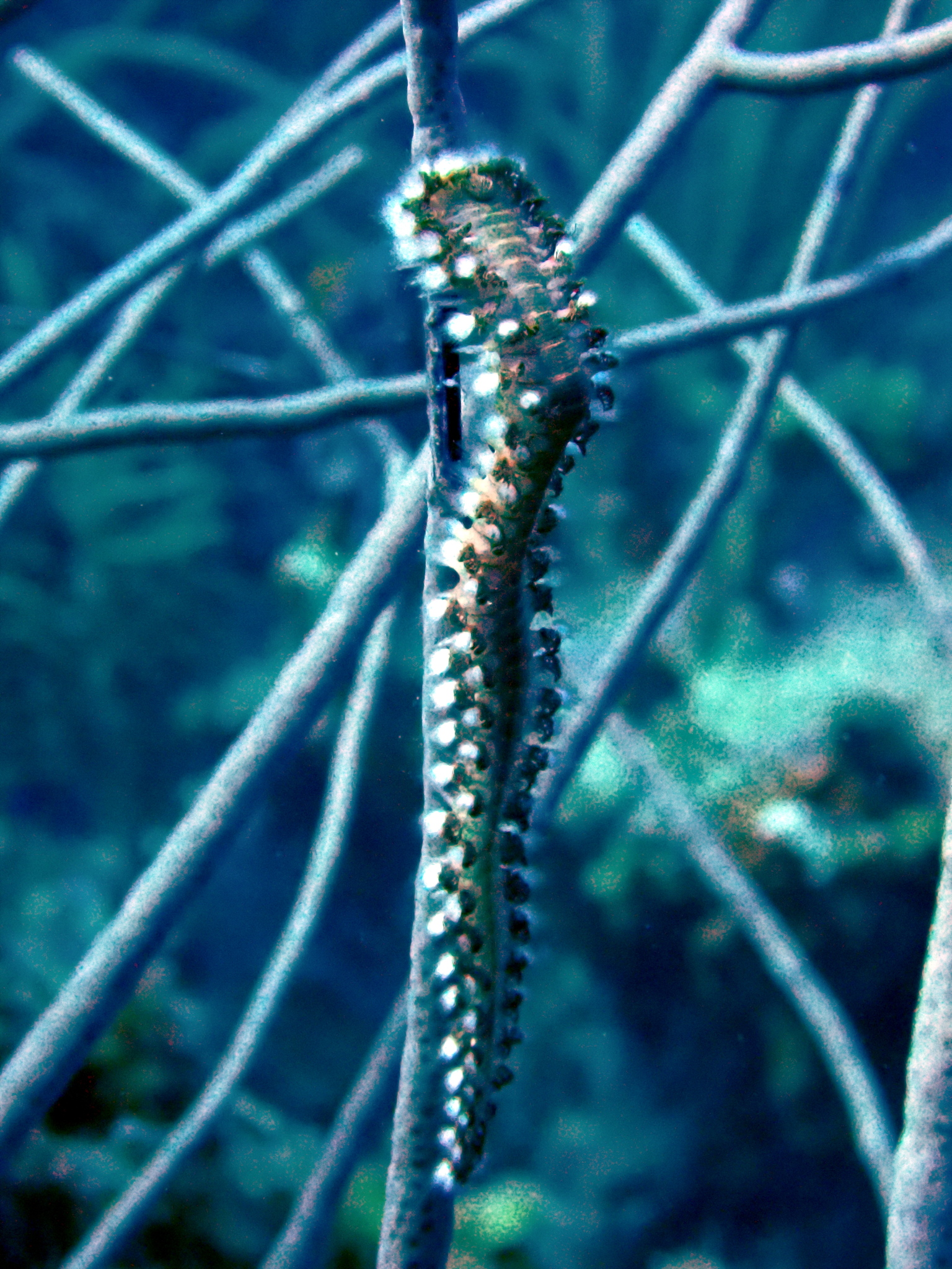 Hermodice carunculata (Pallas, 1766)
