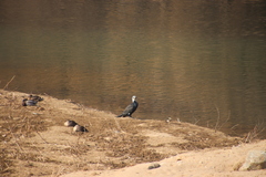 Phalacrocorax carbo