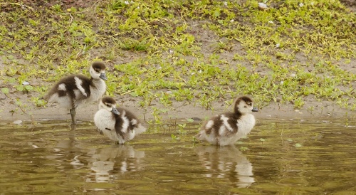 iNaturalist: (c) Thomas A Smith, some rights reserved (CC BY-NC), uploaded by Thomas A Smith iNaturalist image