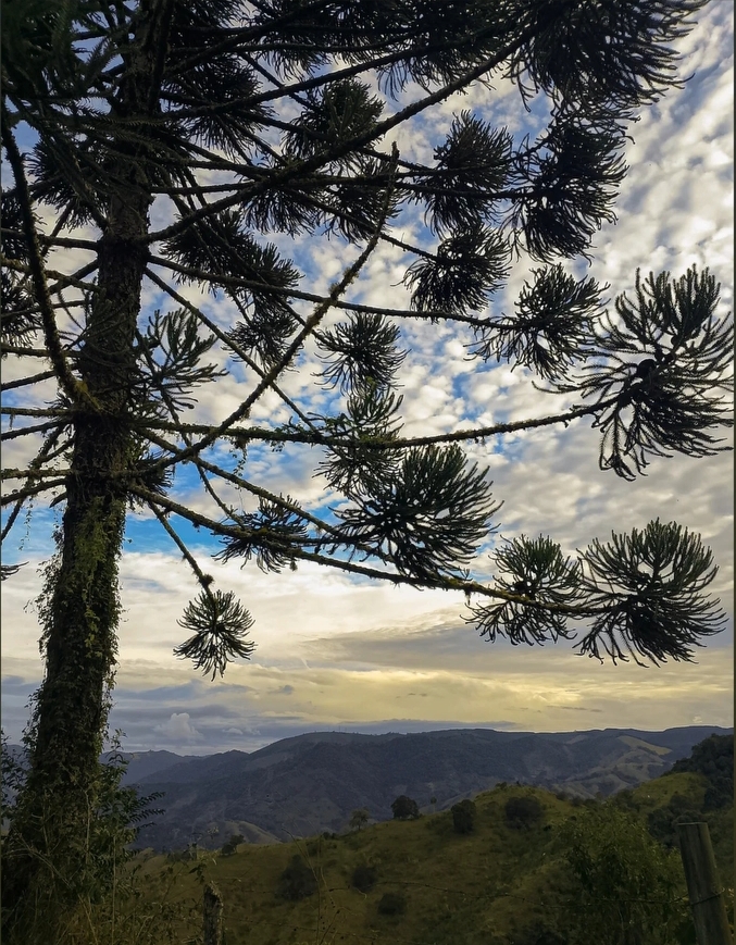 Araucaria angustifolia