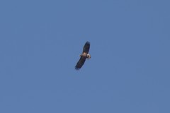 Haliaeetus albicilla